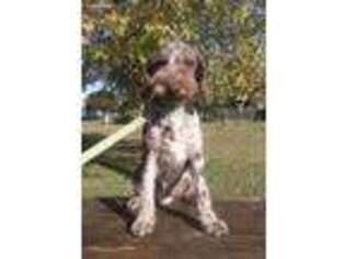 Labradoodle Puppy for sale in Lampe, MO, USA