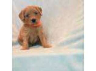 Goldendoodle Puppy for sale in Hattiesburg, MS, USA
