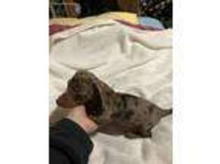 Dachshund Puppy for sale in Conway, MO, USA