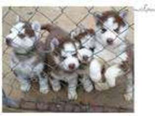 Siberian Husky Puppy for sale in Nashville, TN, USA