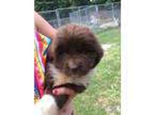 Newfoundland Puppy for sale in Strunk, KY, USA
