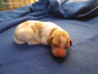 Brittany Puppy for sale in Loveland, CO, USA
