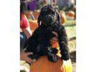 Goldendoodle Puppy for sale in Crows Landing, CA, USA