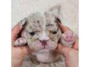 Bulldog Puppy for sale in Lakewood, CA, USA
