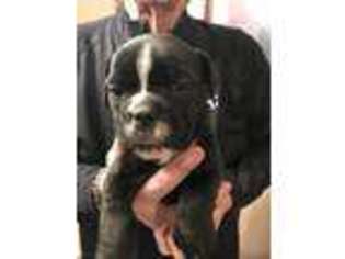 Olde English Bulldogge Puppy for sale in Topeka, KS, USA