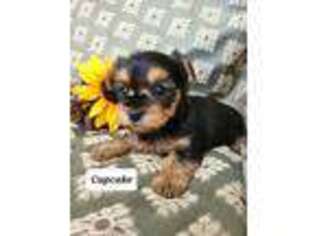 Yorkshire Terrier Puppy for sale in Colby, WI, USA