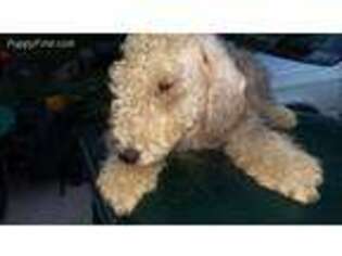 Bedlington Terrier Puppy for sale in Plover, WI, USA