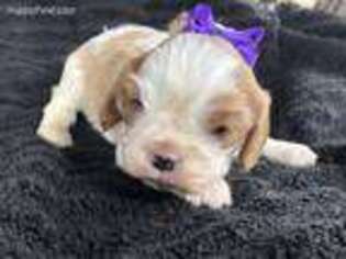 Cavalier King Charles Spaniel Puppy for sale in Salem, WV, USA