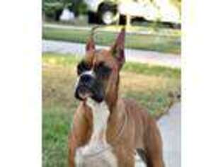Puppyfinder Com Boxer Puppies Puppies For Sale Near Me In Hickory North Carolina Usa Page 1 Displays 10