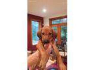 Rhodesian Ridgeback Puppy for sale in Millington, MI, USA