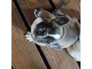 French Bulldog Puppy for sale in Livingston, TX, USA