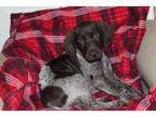 German Shorthaired Pointer Puppy for sale in Meyersdale, PA, USA