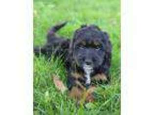 Mutt Puppy for sale in Bellevue, WA, USA