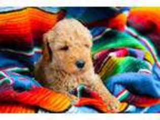 Goldendoodle Puppy for sale in Fredericksburg, TX, USA