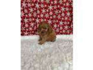 Cavapoo Puppy for sale in Clifton, KS, USA