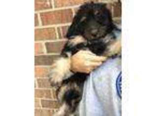 Mutt Puppy for sale in Chapel Hill, NC, USA