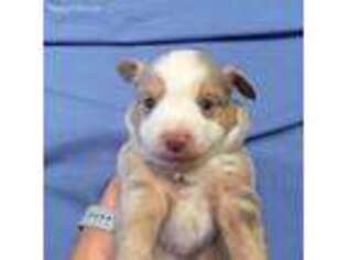 Miniature Australian Shepherd Puppy for sale in Granville, OH, USA