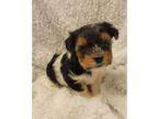 Biewer Terrier Puppy for sale in Dallas, TX, USA