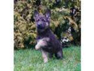 German Shepherd Dog Puppy for sale in Nappanee, IN, USA