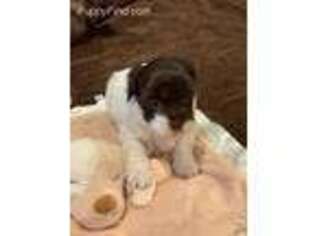 Havanese Puppy for sale in Gladewater, TX, USA