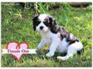 Cavalier King Charles Spaniel Puppy for sale in Como, TX, USA