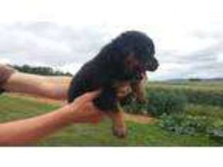 Rottweiler Puppy for sale in Spring Run, PA, USA