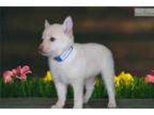 Schipperke Puppy for sale in Saint George, UT, USA
