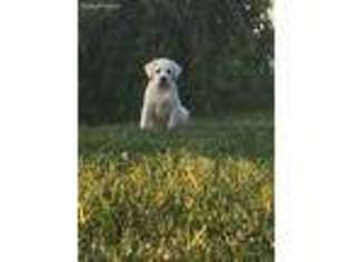 Labrador Retriever Puppy for sale in Rising Sun, IN, USA