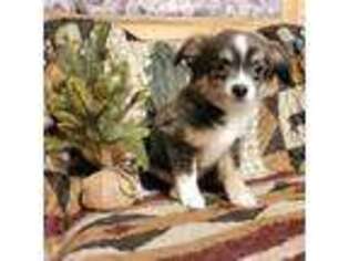 Chihuahua Puppy for sale in Hayesville, NC, USA