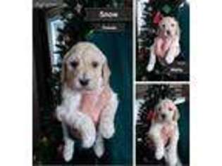 Goldendoodle Puppy for sale in Bad Axe, MI, USA