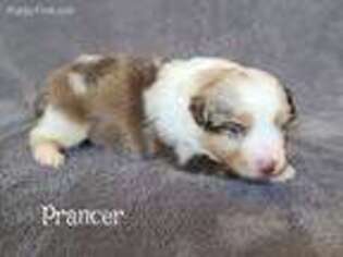 Miniature Australian Shepherd Puppy for sale in Weatherford, TX, USA
