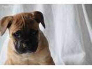 Boerboel Puppy for sale in Shreve, OH, USA