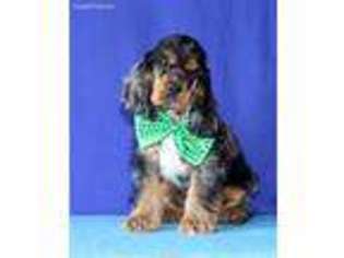 Cocker Spaniel Puppy for sale in Macomb, MO, USA