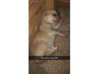 Siberian Husky Puppy for sale in Wellington, OH, USA