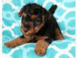 Welsh Terrier Puppy for sale in Ulman, MO, USA