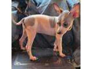 American Hairless Terrier Puppy for sale in Springfield, MO, USA