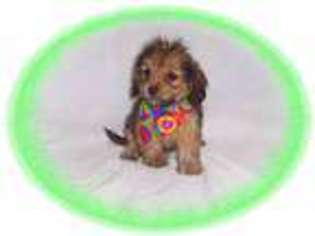Dachshund Puppy for sale in NASHUA, NH, USA
