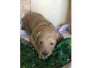 Goldendoodle Puppy for sale in Freeport, IL, USA