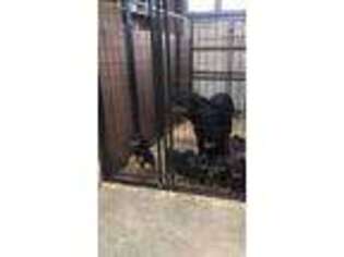 Rottweiler Puppy for sale in Sapulpa, OK, USA