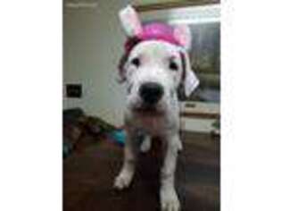 Dogo Argentino Puppy for sale in Lampasas, TX, USA