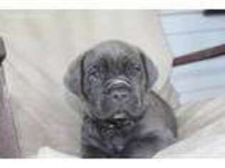Cane Corso Puppy for sale in Lumber City, GA, USA