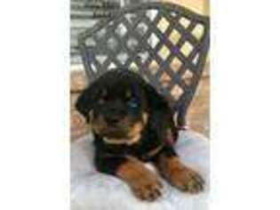 Rottweiler Puppy for sale in Killeen, TX, USA