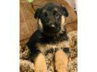 German Shepherd Dog Puppy for sale in Gaffney, SC, USA