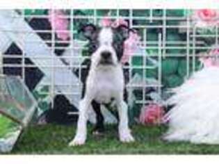 Boston Terrier Puppy for sale in Atlanta, GA, USA