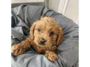 Cavapoo Puppy for sale in Washington, IN, USA