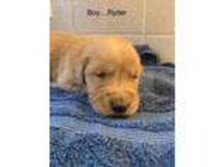 Golden Retriever Puppy for sale in Elnora, IN, USA