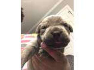 Cane Corso Puppy for sale in Newberry, SC, USA