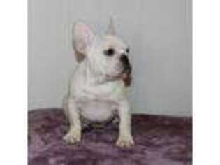 French Bulldog Puppy for sale in Greenville, TX, USA