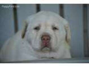 Labrador Retriever Puppy for sale in Rural Retreat, VA, USA