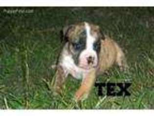 Valley Bulldog Puppy for sale in Coats, NC, USA